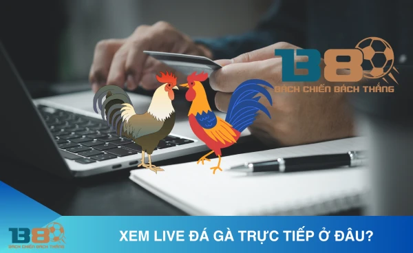 Trực tiếp đá gà - Link xem đá gà trực tiếp miễn phí nhanh nhất 1 Đá gà B8 là gì?