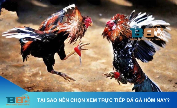 Trực tiếp đá gà - Link xem đá gà trực tiếp miễn phí nhanh nhất 2 trực tiếp đá gà hôm nay